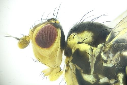 Phytomyza rufipes
